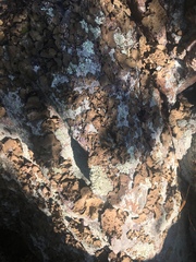 Lasallia pensylvanica