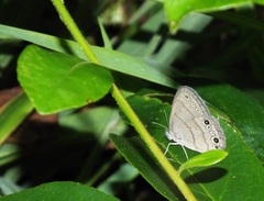 Hermeuptychia intricata