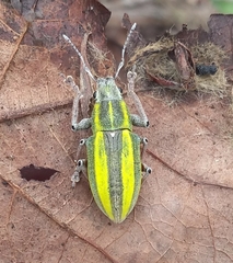 Teratopactus