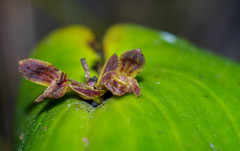 Pleurothallis cordata