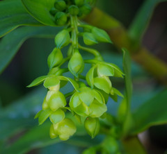 Epidendrum renilabium