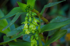 Epidendrum renilabium