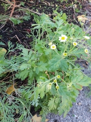 Tanacetum parthenium