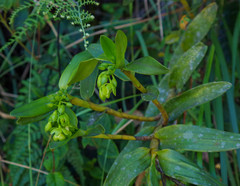 Epidendrum renilabium