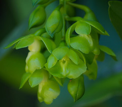 Epidendrum renilabium