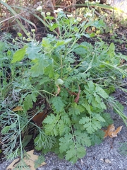 Tanacetum parthenium