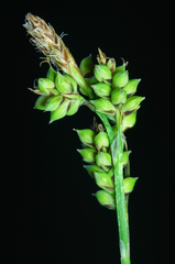 Carex raynoldsii