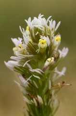 Castilleja lineariloba