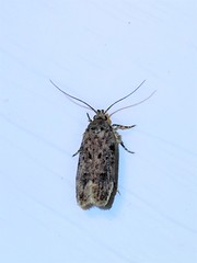 Chionodes pereyra