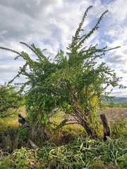 Pereskiopsis diguetii