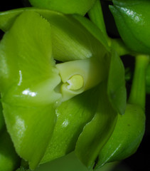 Epidendrum renilabium