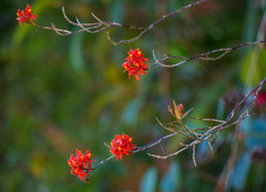 Epidendrum cochlidium