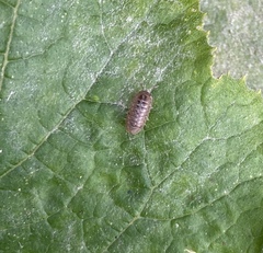 Armadillidium vulgare