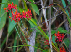 Epidendrum cochlidium