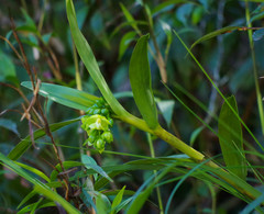 Epidendrum renilabium
