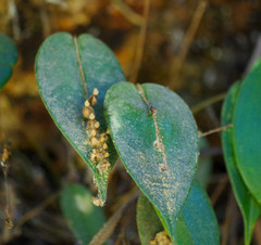 Pleurothallis truncata