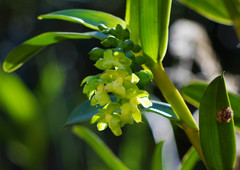 Epidendrum renilabium