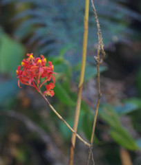 Epidendrum cochlidium