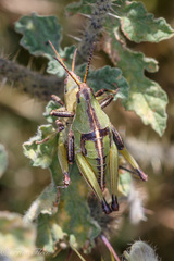 Sphenarium