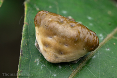 Mastophora phrynosoma