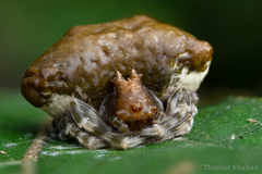 Mastophora phrynosoma