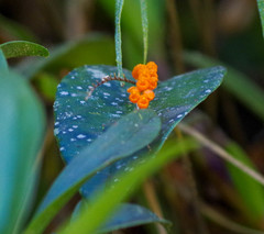 Pleurothallis truncata
