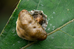 Mastophora phrynosoma