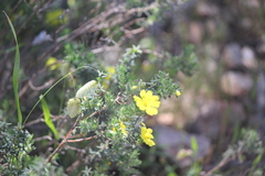 Hibbertia crinita