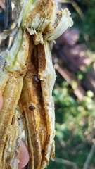 Amphicrossus ciliatus