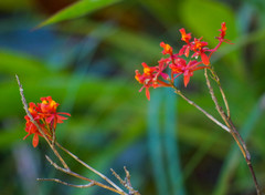 Epidendrum cochlidium