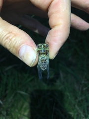 Diceroprocta vitripennis