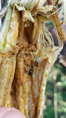 Amphicrossus ciliatus