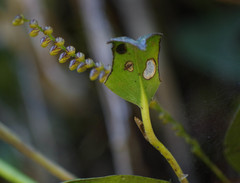 Specklinia gracillima