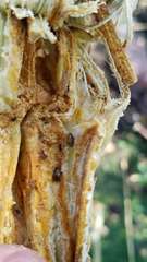 Amphicrossus ciliatus