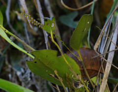 Specklinia gracillima