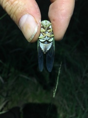 Diceroprocta vitripennis