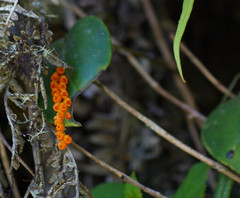 Pleurothallis truncata