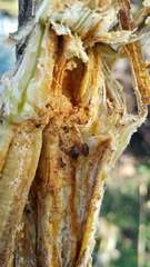 Amphicrossus ciliatus