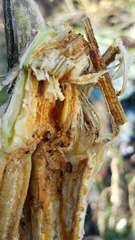 Amphicrossus ciliatus