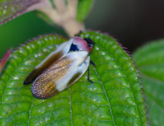 Sphenorhina quadrifera