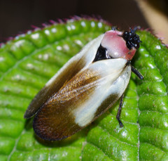 Sphenorhina quadrifera