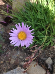 Erigeron coulteri