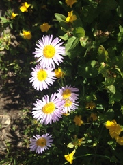 Erigeron coulteri