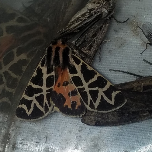 Nevada Tiger Moth photo 6