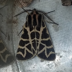 Apantesis nevadensis