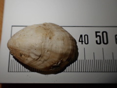 Magellania flavescens