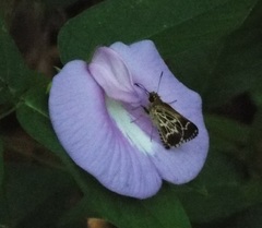 Amblyscirtes aesculapius