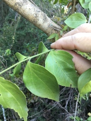 Strychnos psilosperma