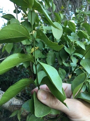 Strychnos psilosperma