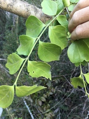 Strychnos psilosperma